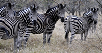 Africa Kruger 2010
